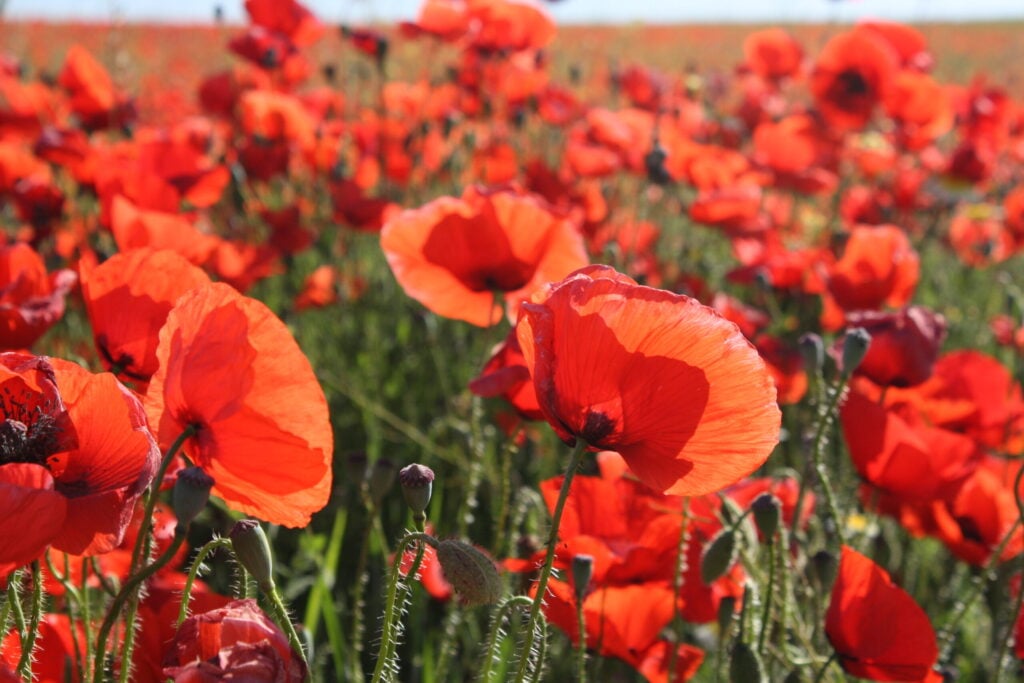 Rare $2 “Red Poppy” Coin Shoots up in Value as Collectors Rush