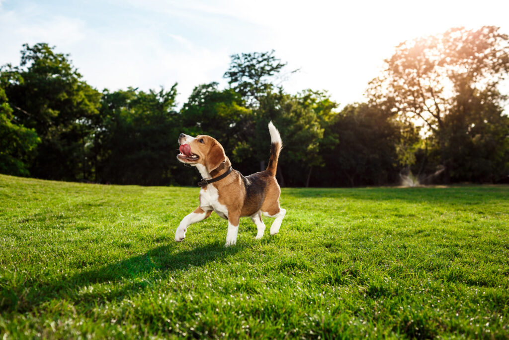 Understanding the True Cost of Pet Ownership in Australia